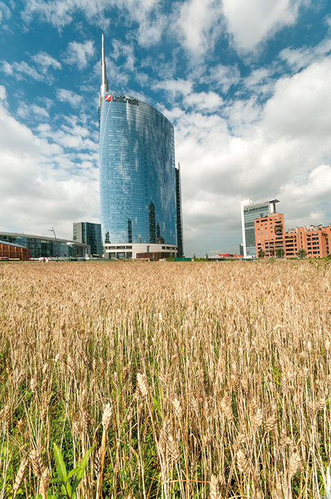 Wheatfield Wheatfield