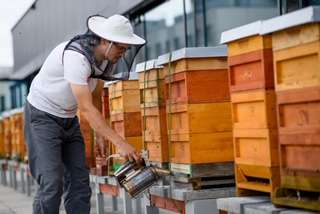 Bienen_1 Bienen_1