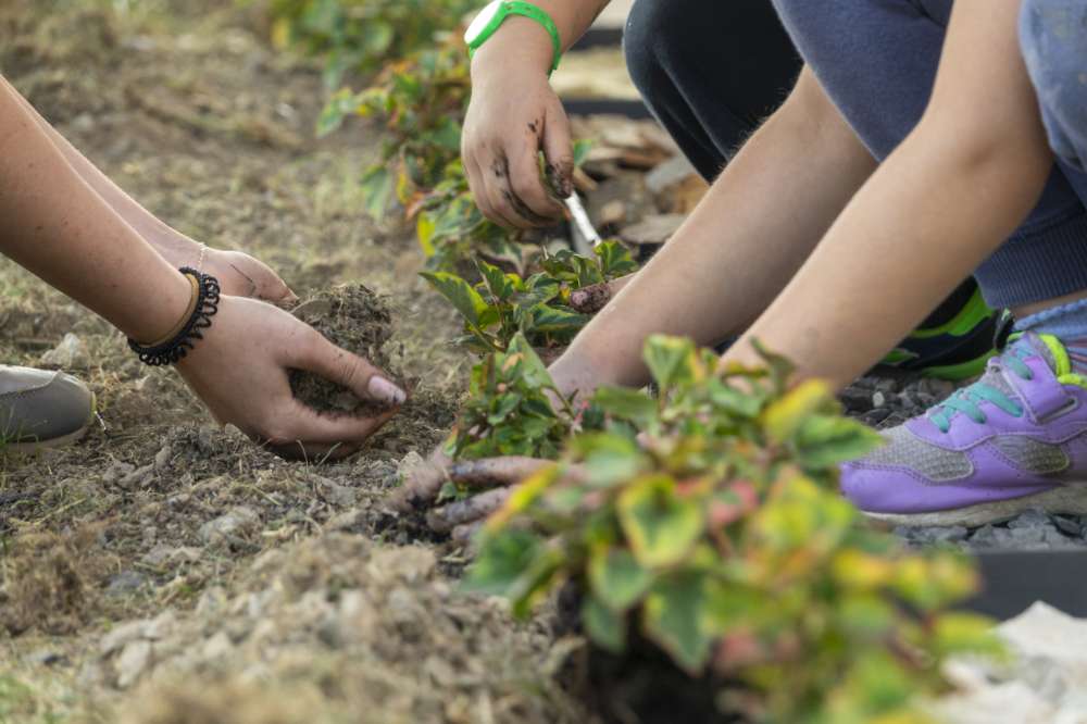 teenager and child hands helping plant flowers, working together in garden. Concept, green world teenager and child hands helping plant flowers, working together in garden. Concept, green world